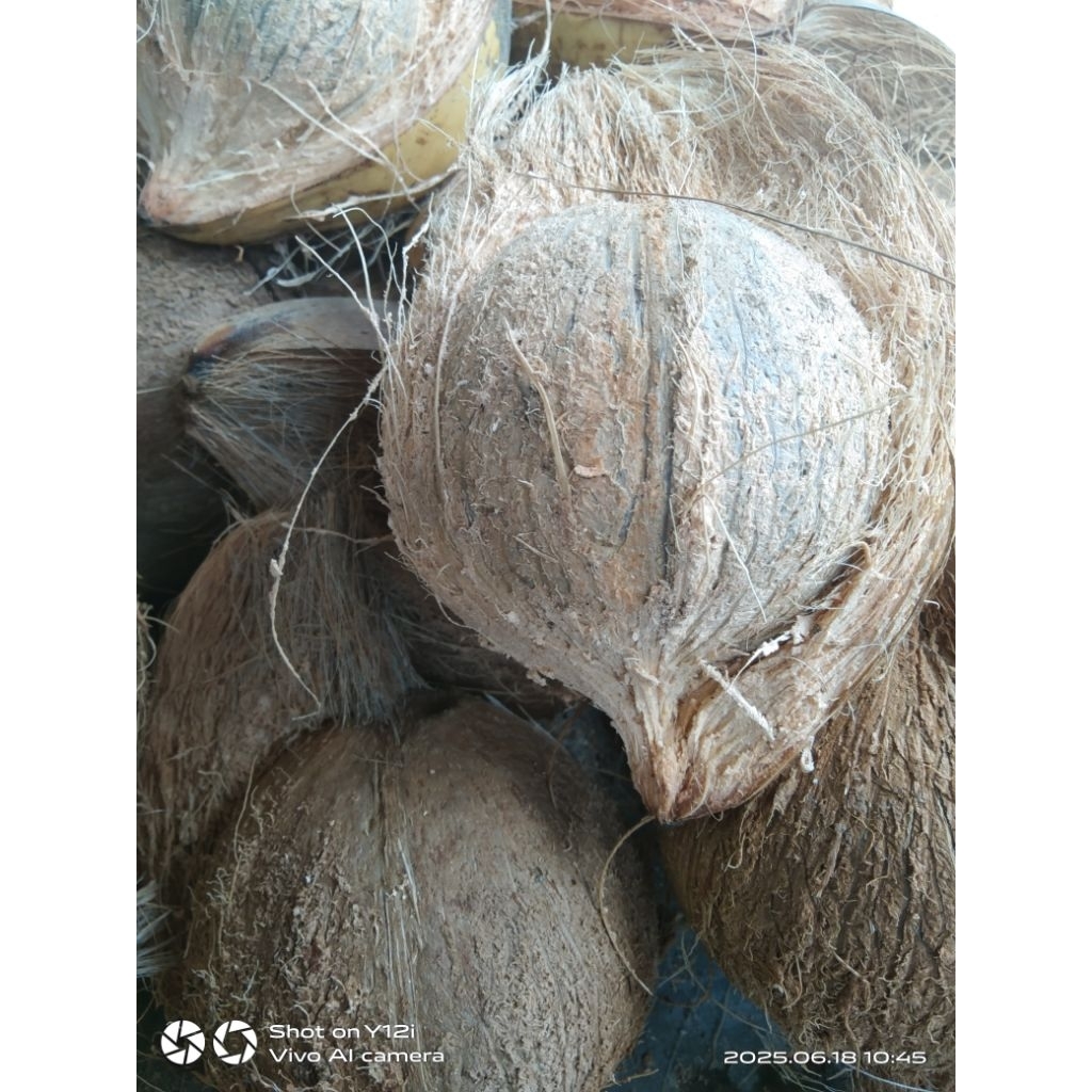 

kelapa sayur atau kelapa santan 35/38.
