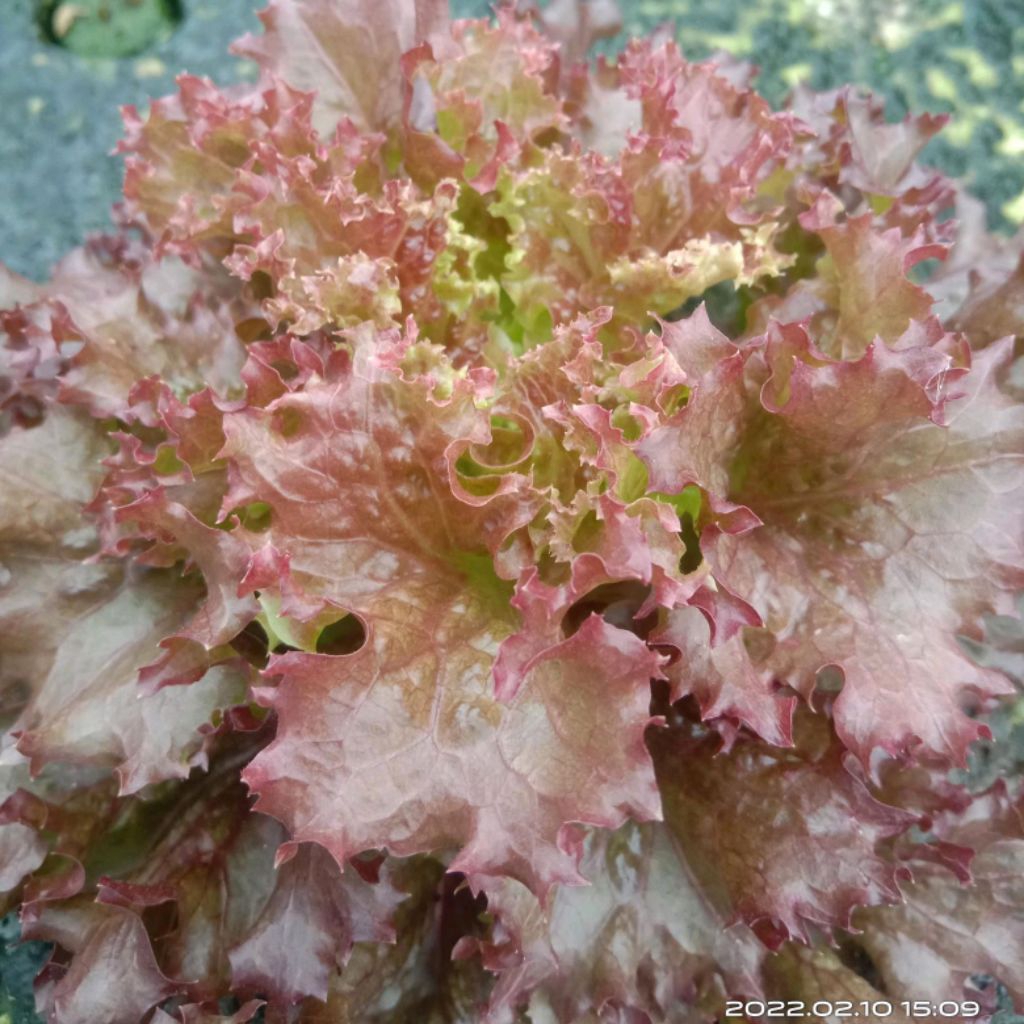 

selada merah lolorosa hydroponik 250gr