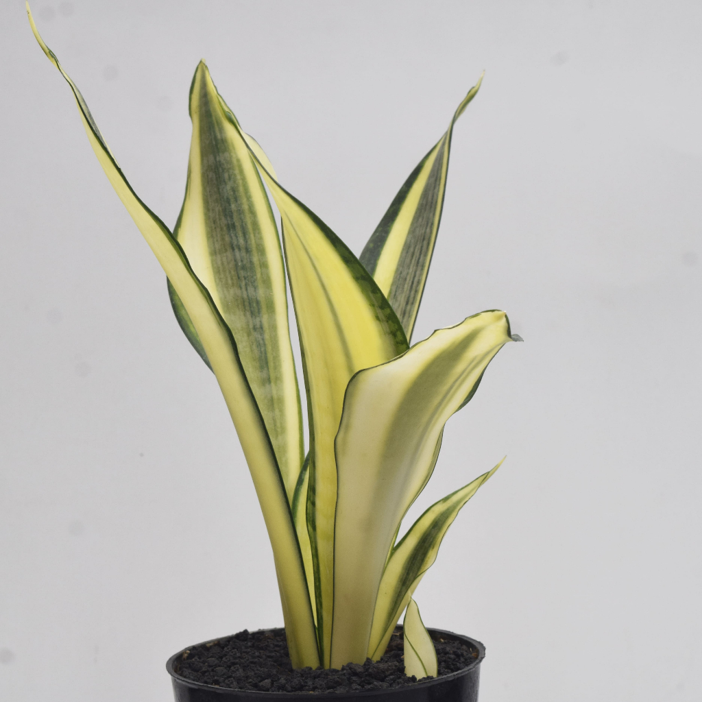 Tanaman Hias Sansivera Golden Asahi| Sanseviera| Lidah mertua