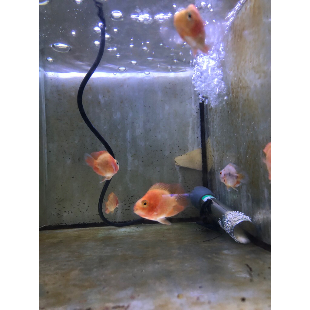 INSTANT Parrot Tankmate Predator Fish 3-5cm
