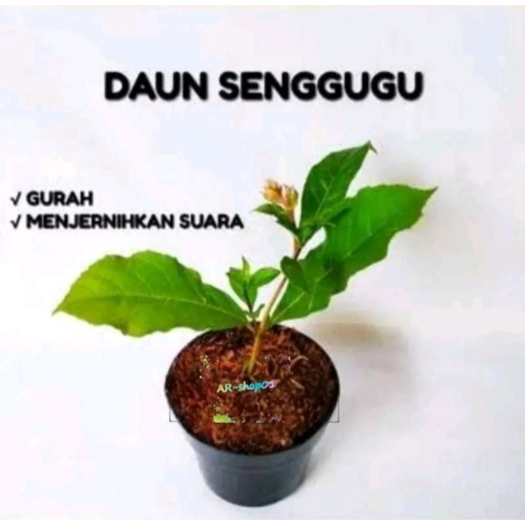 

daun senggugu segar per 50 lembar