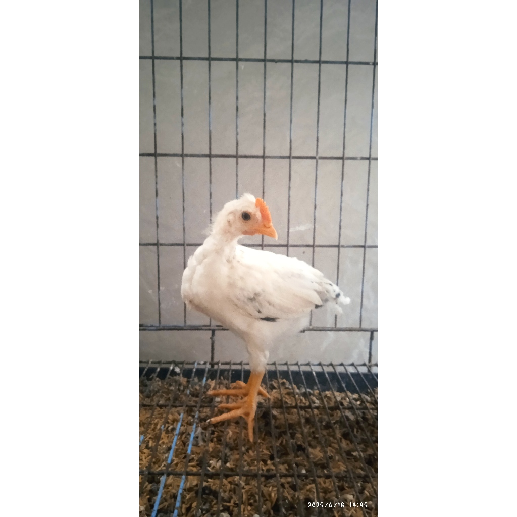 Ayam Kampung Yudistira Untuk Biang (1 bulan)