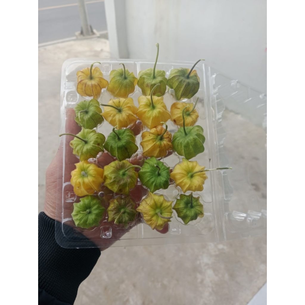 

Ciplukan premium Golden Berry kualitas terbaik isi 20 biji fresh