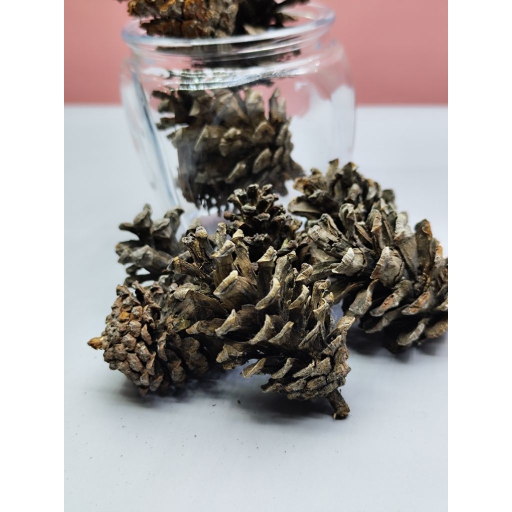 

Biji pinus kering/buah pinus kering/pine cone/buah pinus/buah cemara