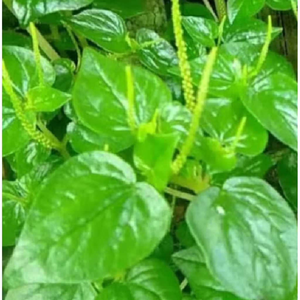 

herbal daun sirih cina/100g