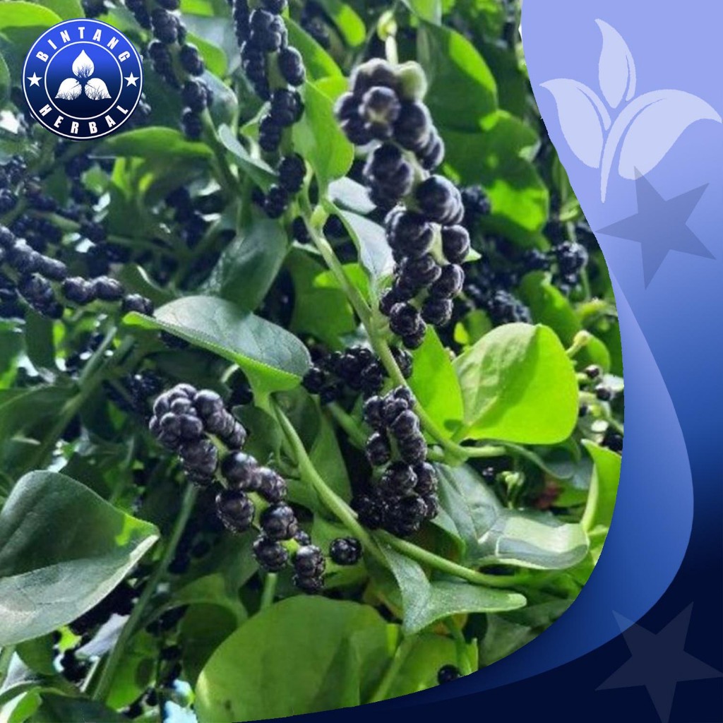 

BUAH ANGKUNG SEGAR 1 KG