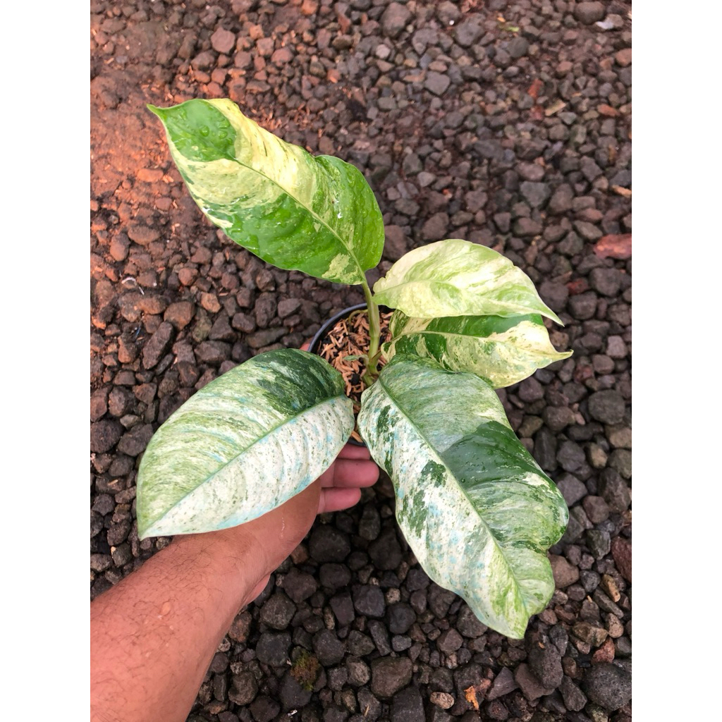 Raphidophora Puberulla Variegata Marbel (Bukan Variegata Full Mint)