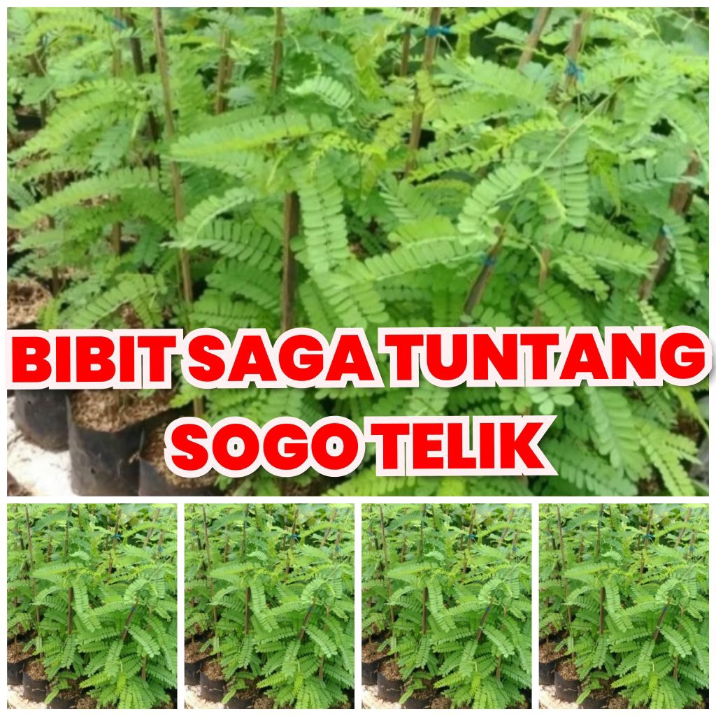 Bibit Saga Tuntang biji Sogo Telik