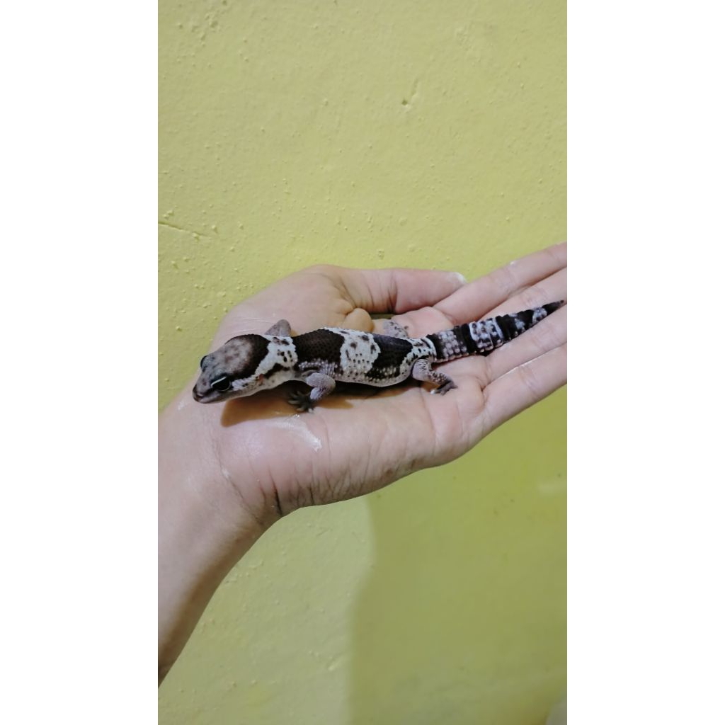 Mainan Gecko AFT