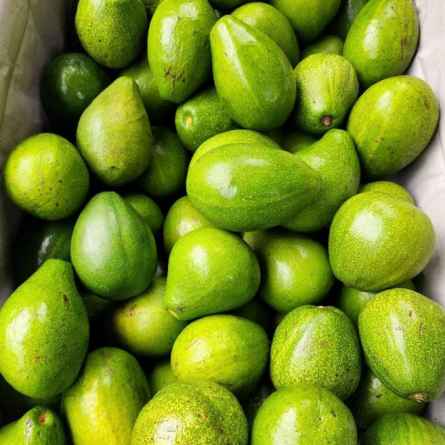 

RB Alpukat Utuh LAMPUNG 1KG Sedang Isi 3 - 5 Buah