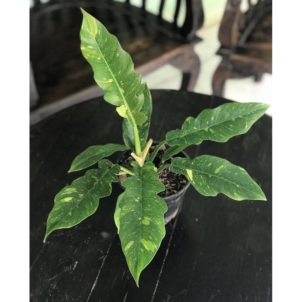 philodendron ring of fire