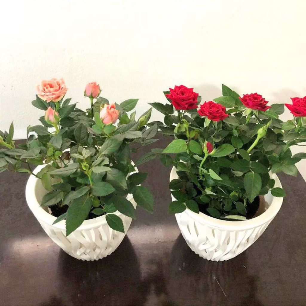 ( mp 2 ) Tanaman Hias Bunga Mawar Rimbun Varian Warna Pohon Mawar Bunga Hias Mawar Asli Tanaman Hidu