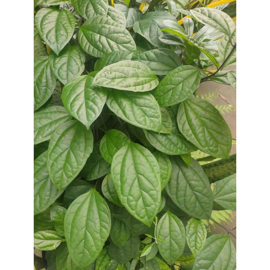 

Daun Sirih Hijau Segar