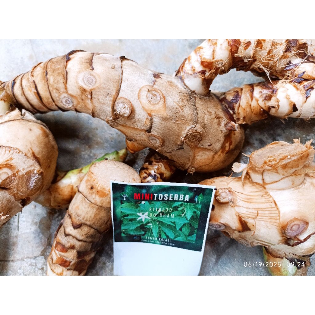 

Lengkuas kecombrang lengkuas honje/laos