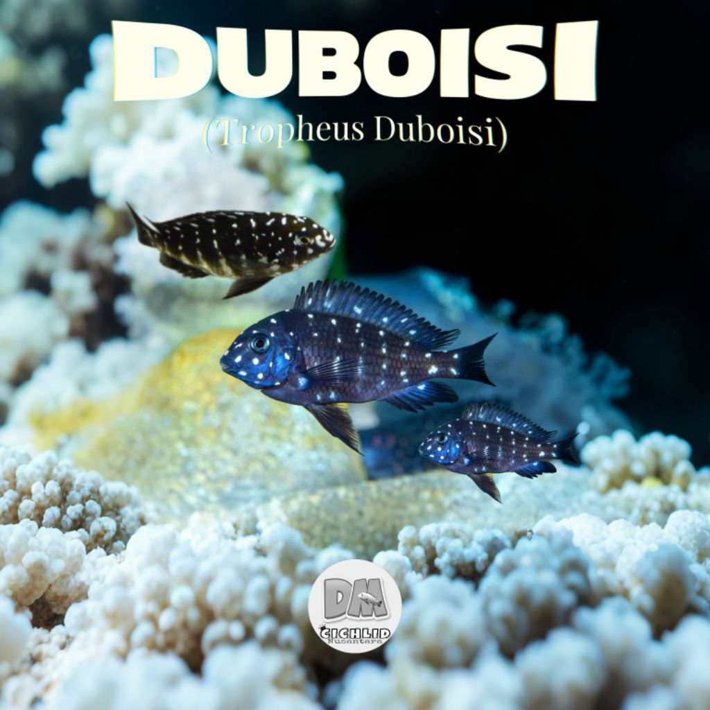 Tropheus duboisi cichlid