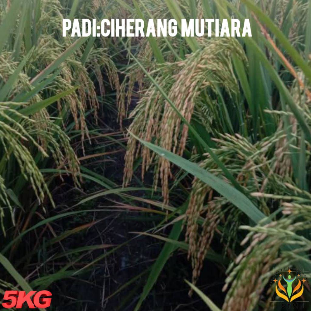 Bibit Padi Ciherang Mutiara Kualitas Super Unggul Kemasan 5Kg