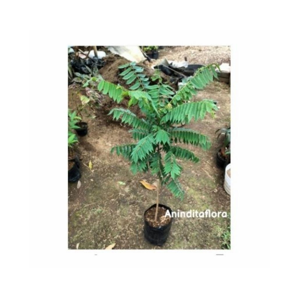 tanaman pohon belimbing wuluh/pohon belimbing wuluh