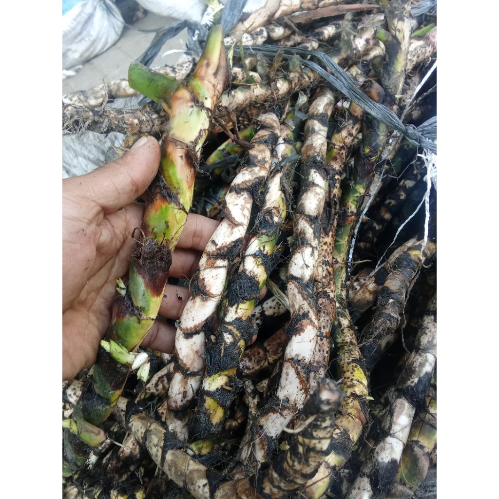 

DELINGO CANTIK/ JIRANGO BASAH/JERANGO CANTIK MURAH PER 1 KG