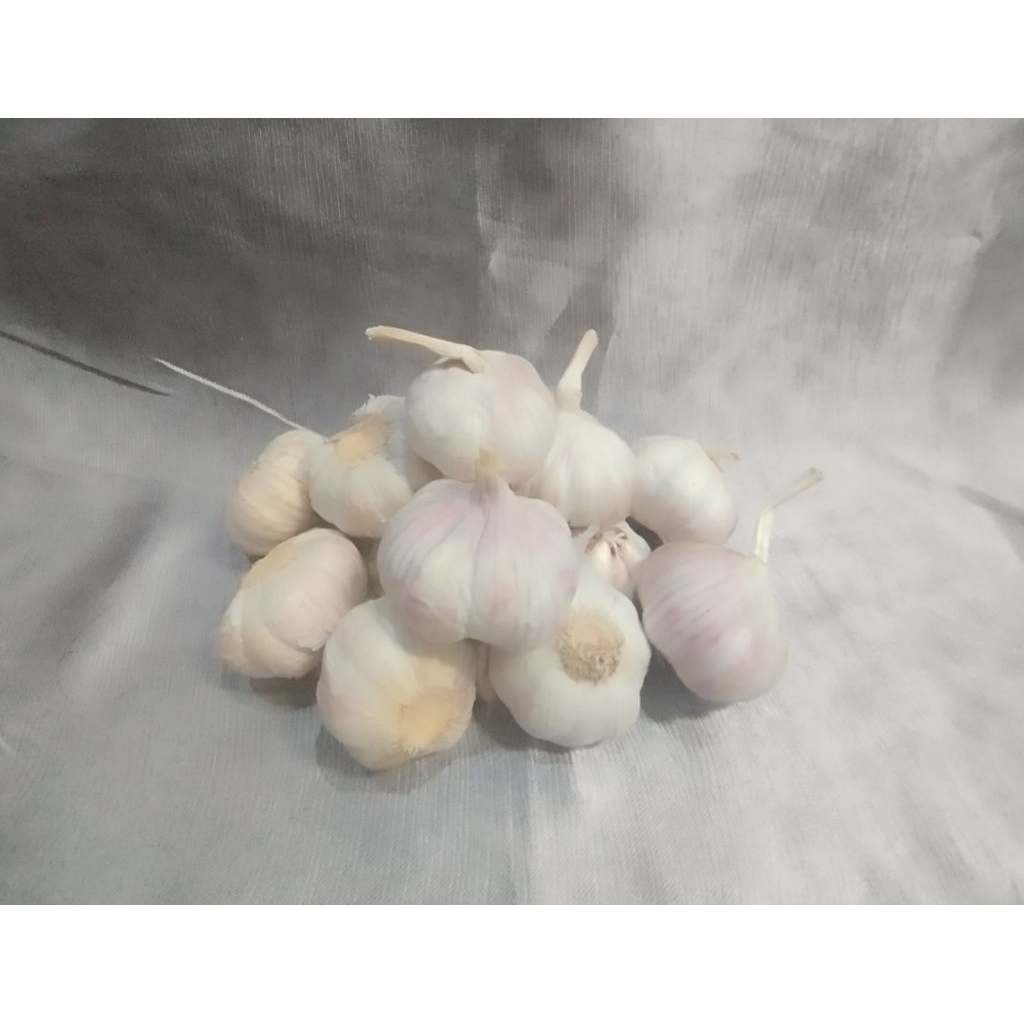 

bawang putih 1 kg