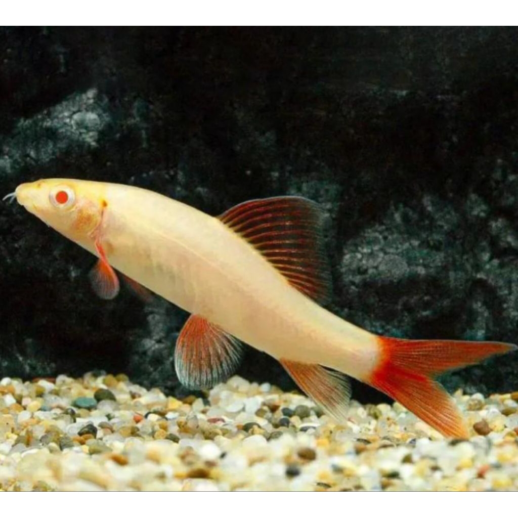 ikan redfin albino