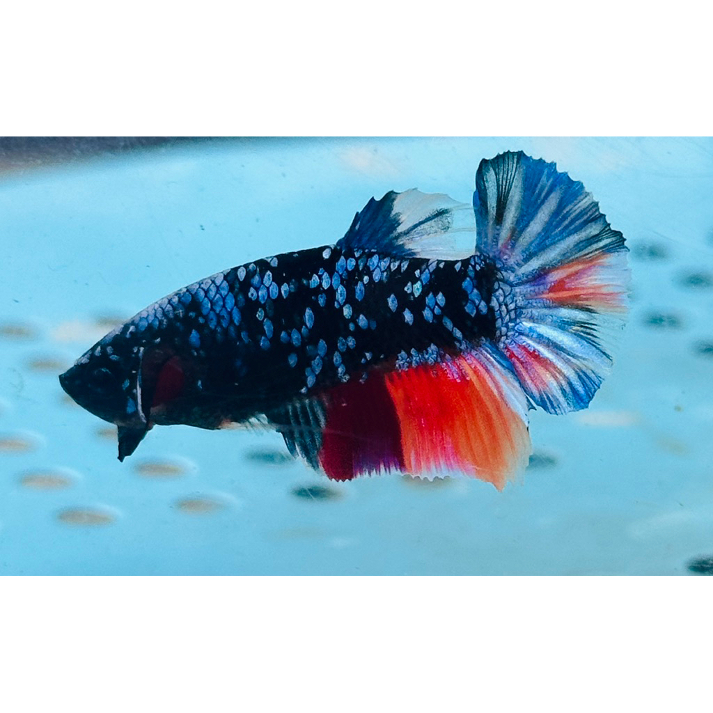 Avatar Nemo Gordon Kode AVT-09 - hiasan aquarium