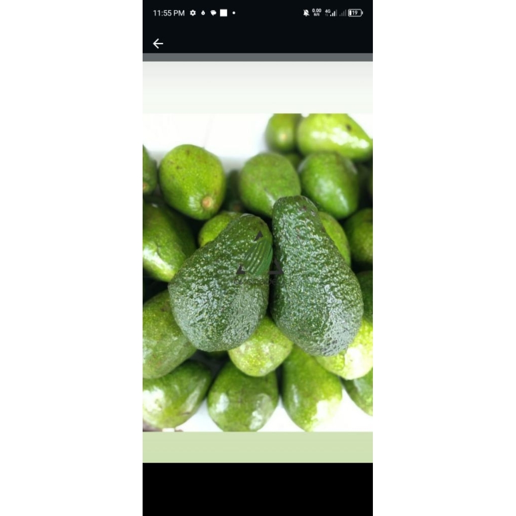 

alpukat hass premium import