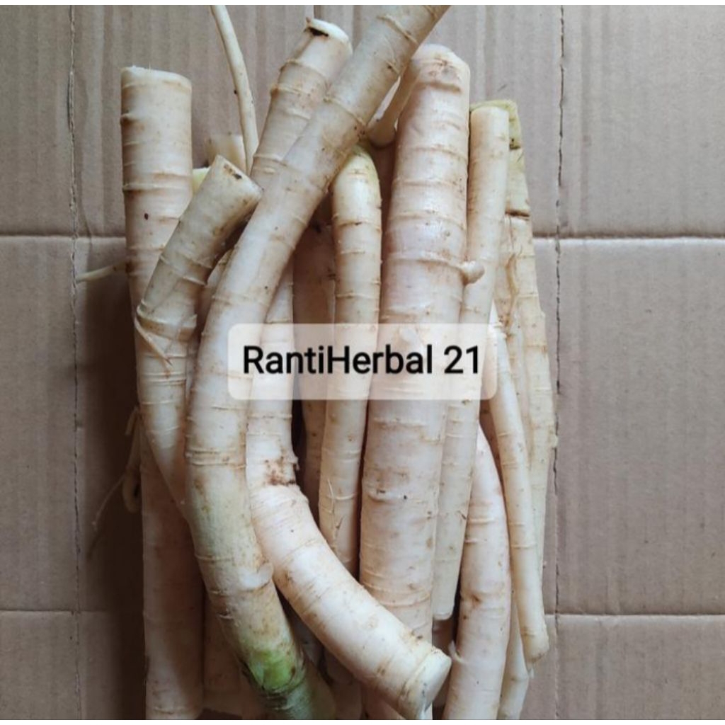 

obat herbal akar pepaya jantan pepaya gandul segar per500gram