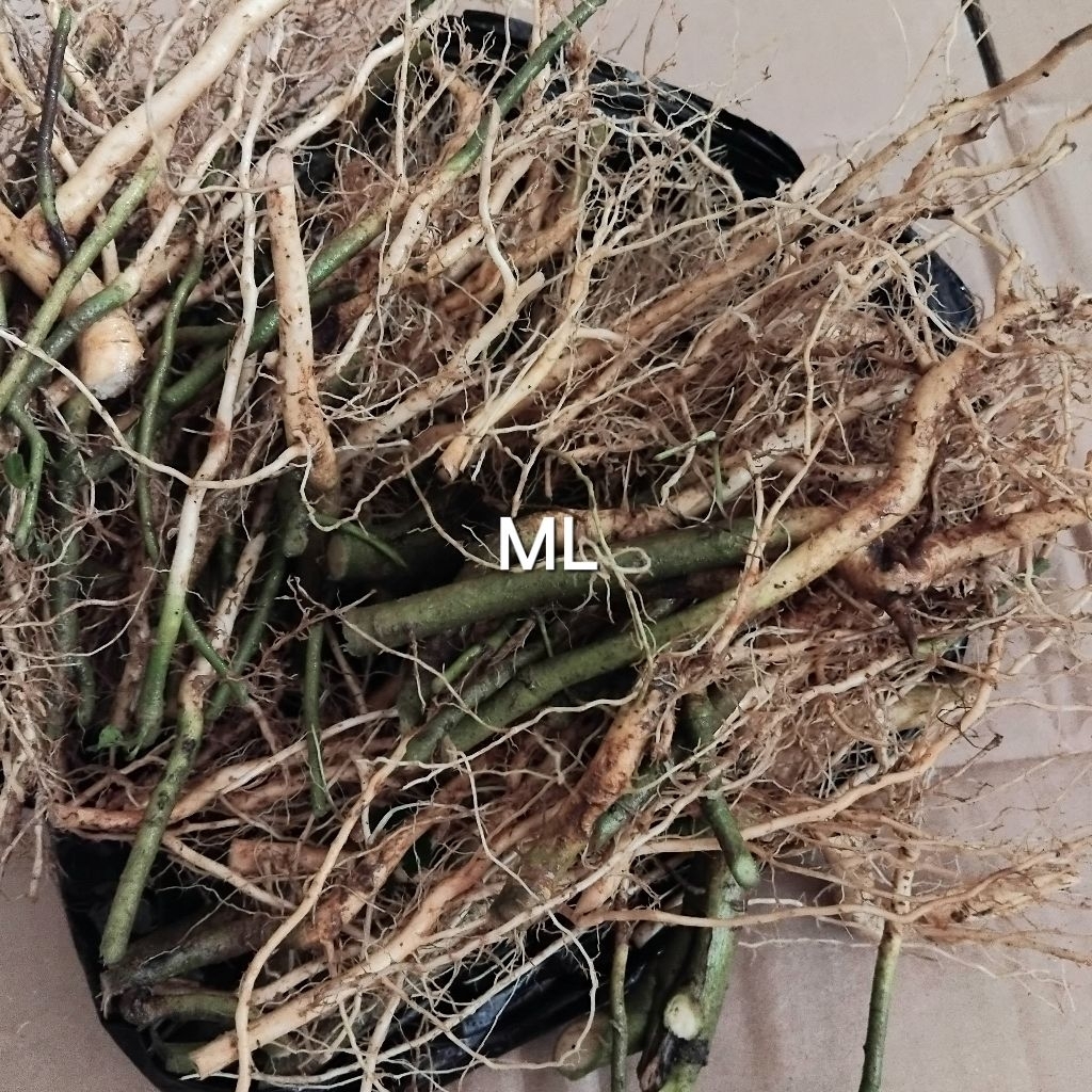 

Akar sidagori segar order baru cabut