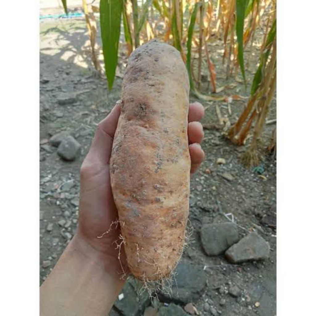 

PROMO UBI GEMBILI KENTAN