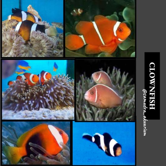 Ikan Hias Air Laut / Ikan Nemo / Clownfish / Betok / Angel fish