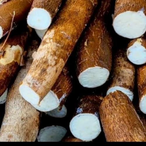 

Singkong Fresh - Singkok Enak - Singkong Murah Fresh Terdekat