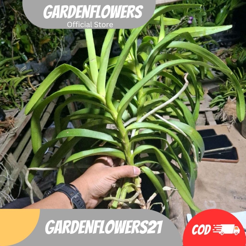 ANGGREK HUTAN ANGGREK VANDA AFKIRAN SIAP TANAM