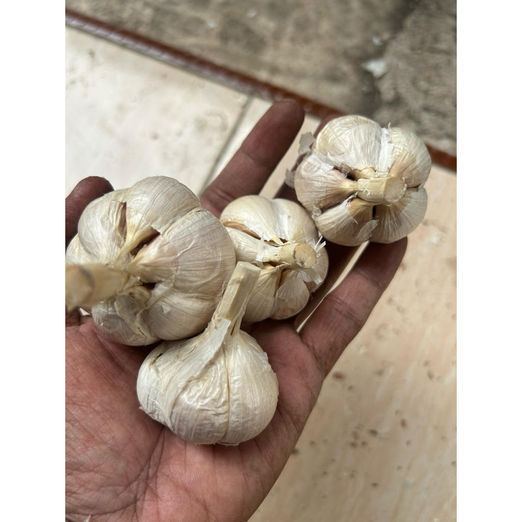 

bawang putih kating