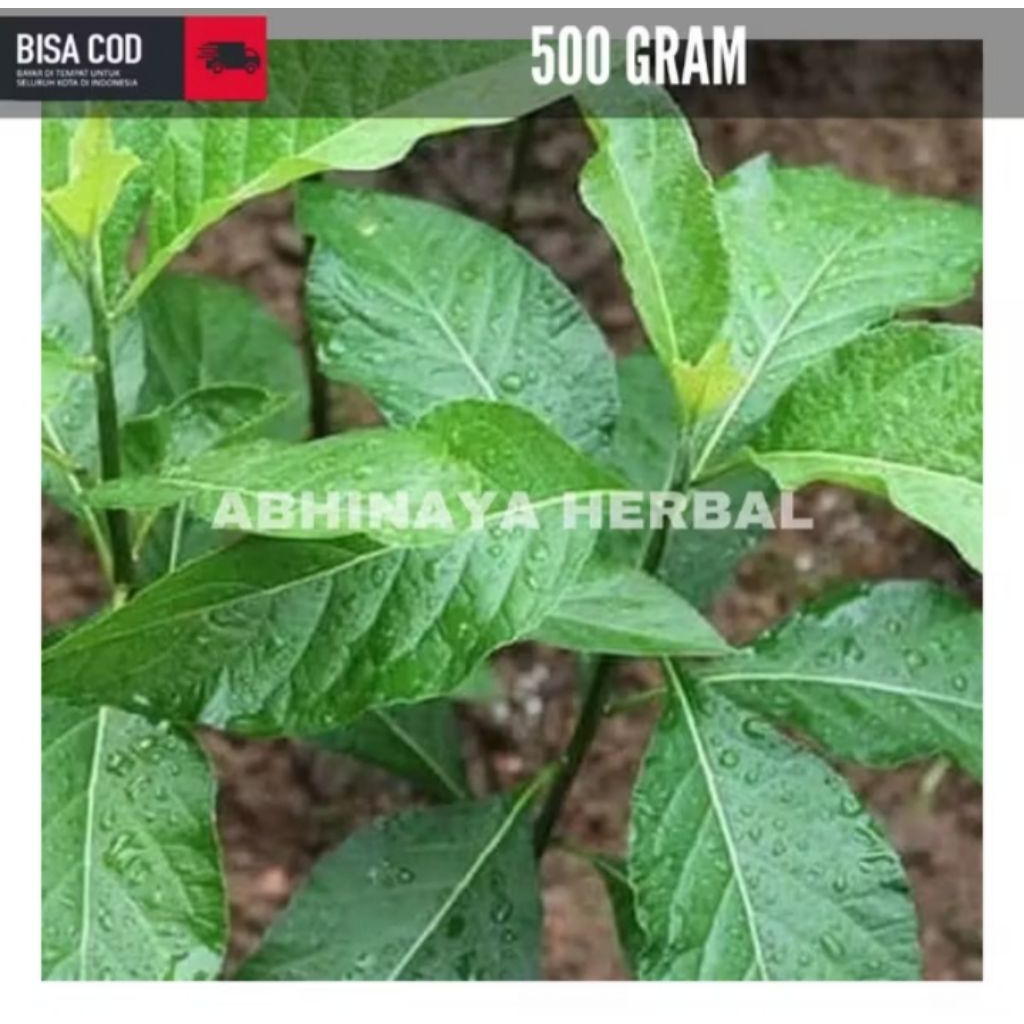 

Daun afrika segar obat herbal 500gram