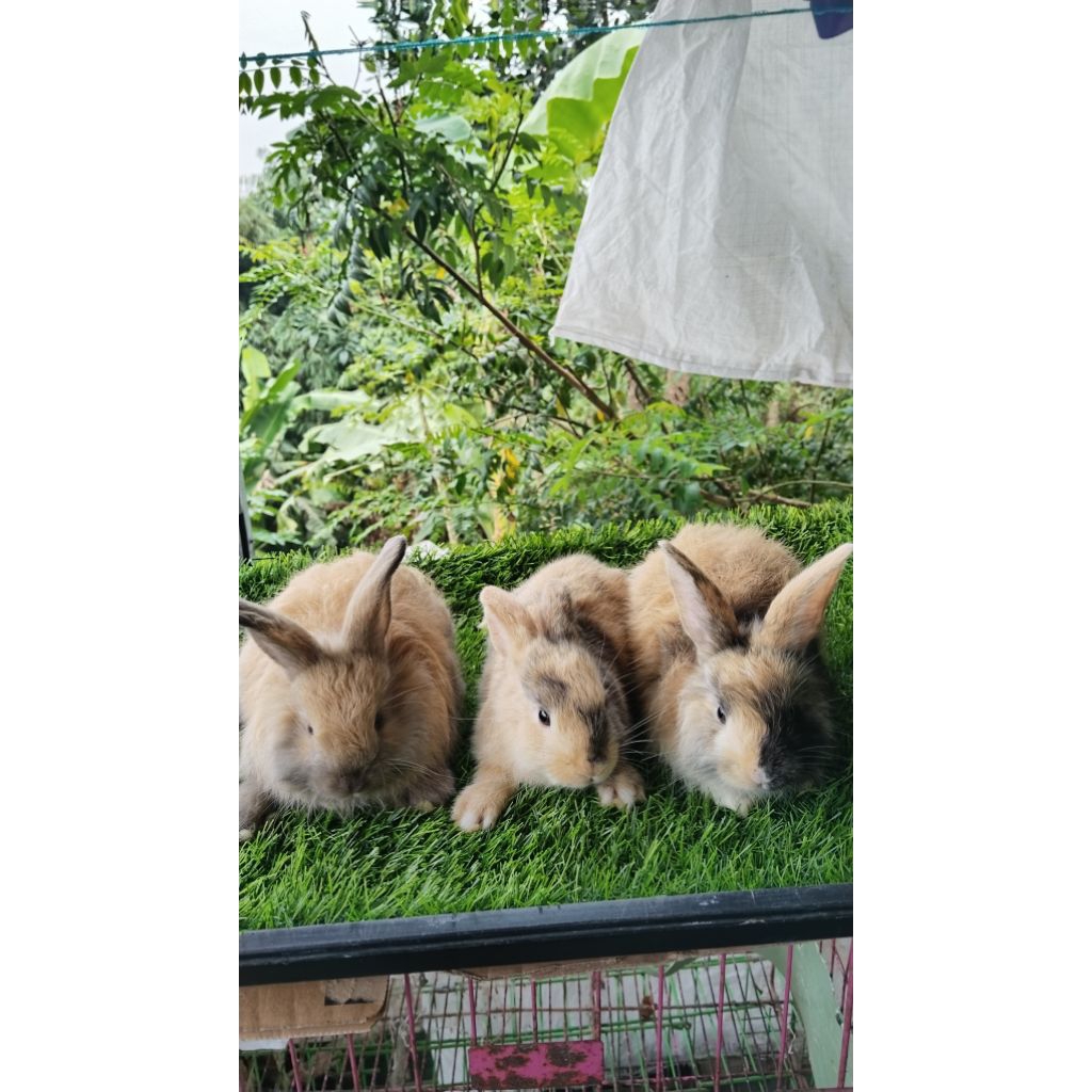 kelinci lokal murah lucu