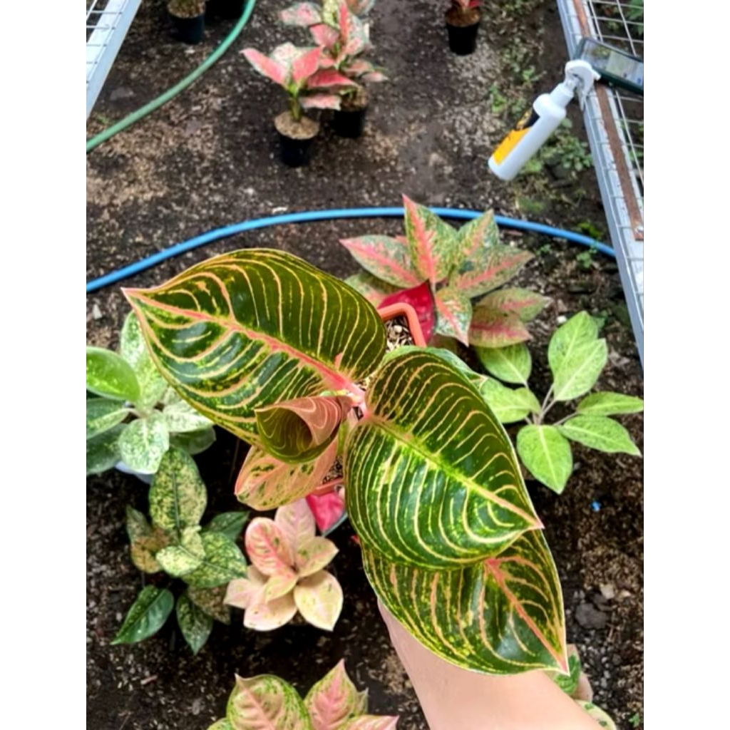 Aglonema Baby Kresna Ekonomis