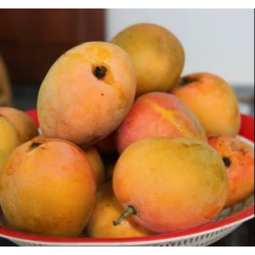 

Mangga Gedong Gincu Segar Fresh 1 Kg