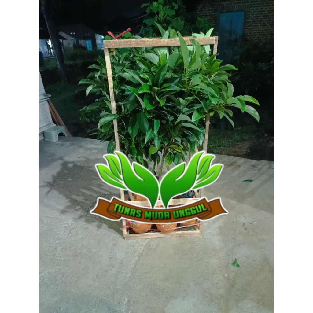 

PACKING KAYU FULL MEDIA CARGO BIBIT UNGGUL