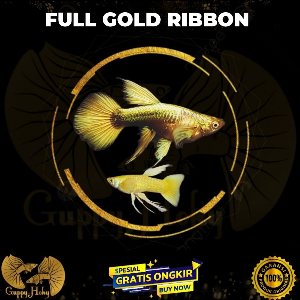 Full Gold Ribbon Guppy / long ear , Kualitas greade A