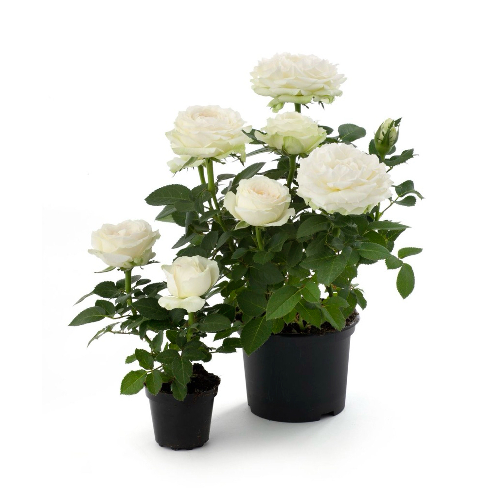 tanaman hias bunga mawar putih - mawar bunga putih - mawar