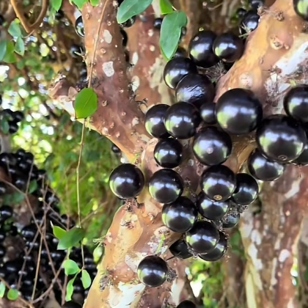 bibit buah anggur pohon brazil - bibit anggur - anggur pohon