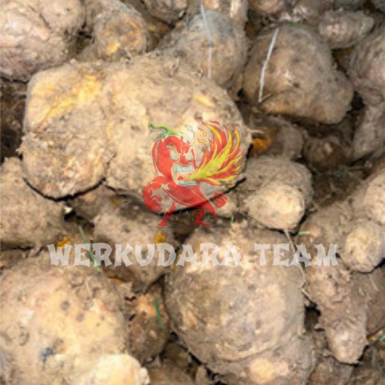 

Temulawak / rempah rempah