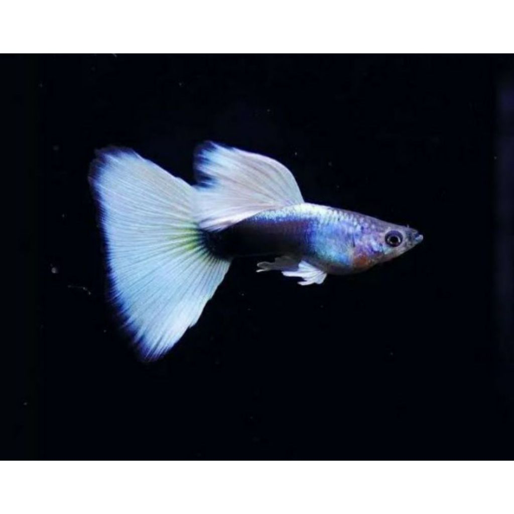 Guppy HB White
