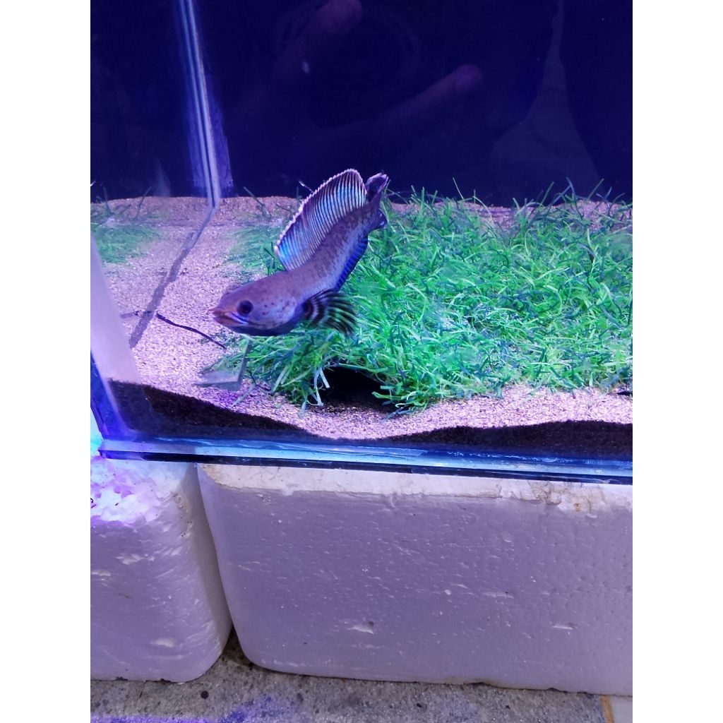 hiasan aquarium chana