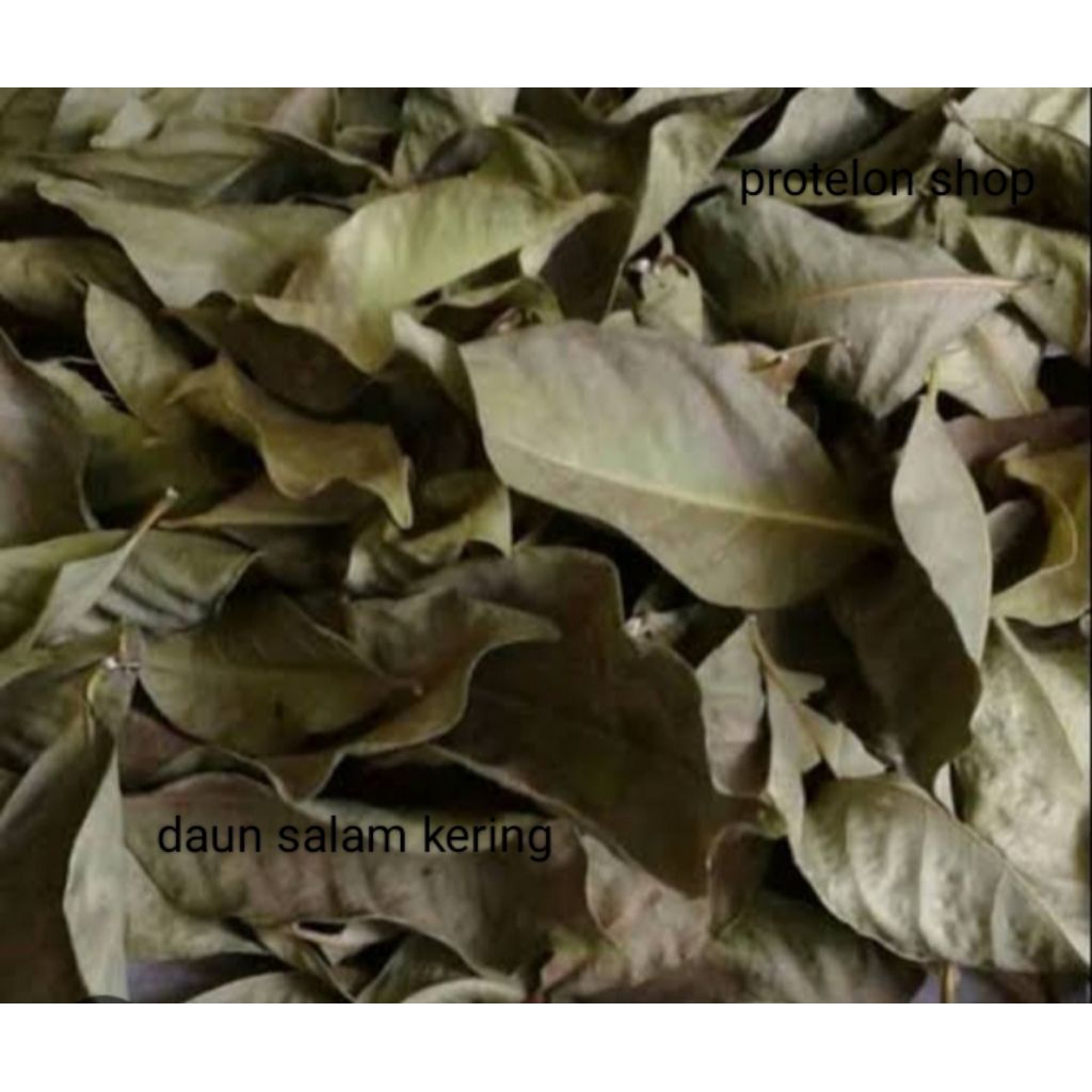 

daun salam kering 50gram