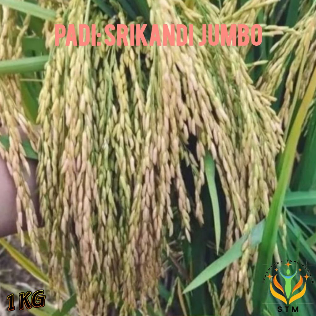 Bibit Padi Srikandi Jumbo Kualitas Super Unggul 1Kg
