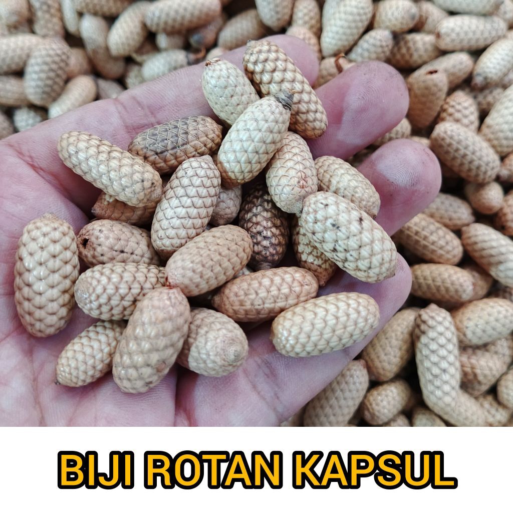 Biji Rotan kapsul ecer - biji rotan lonjong - biji rotan kapsul kering - bahan kerajinan