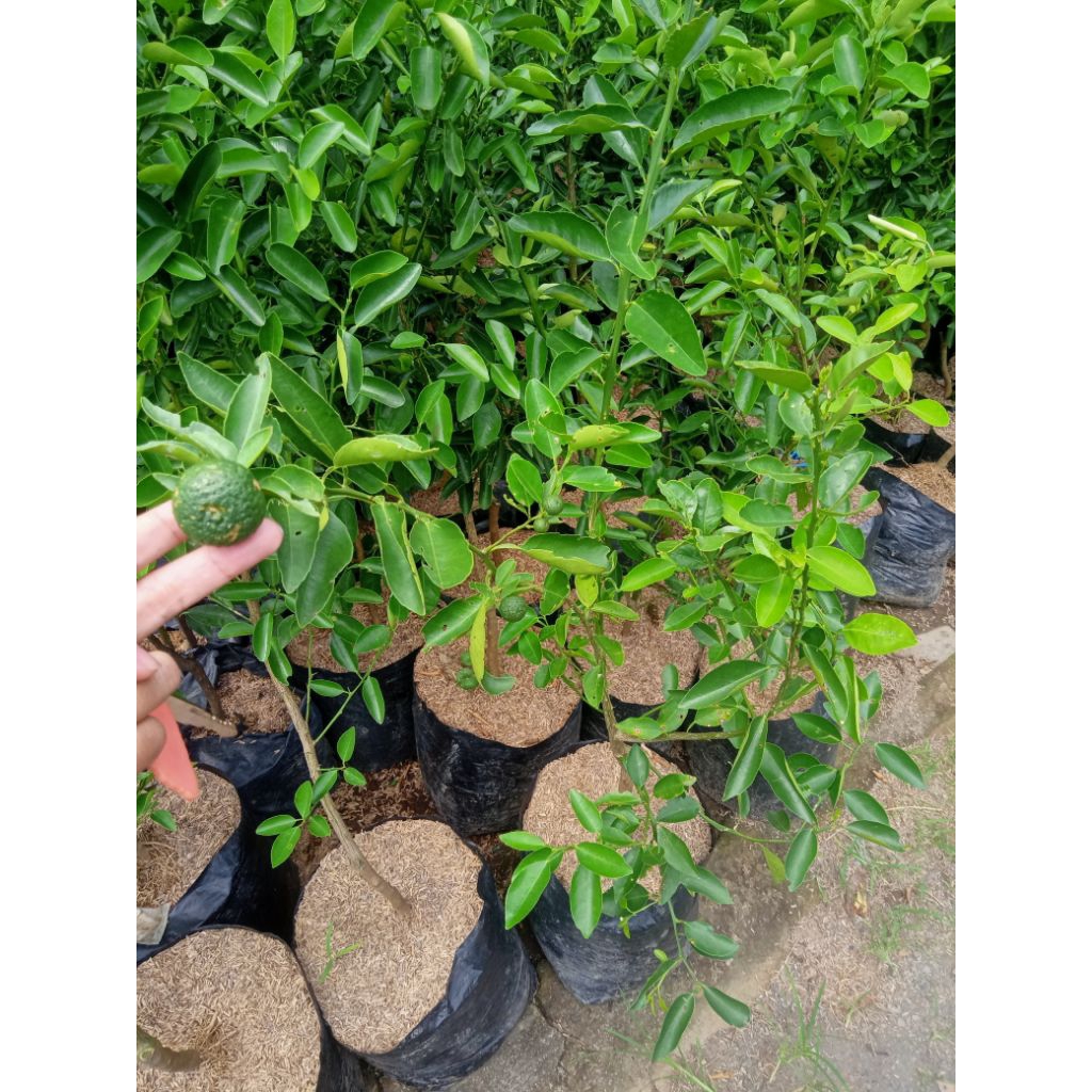 bibit jeruk limau sudah berbuah