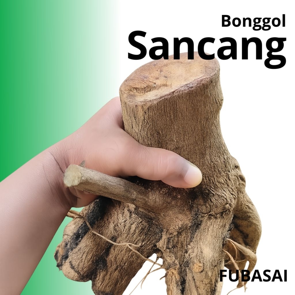 Bonggol Sancang Besar Siap Bonsaikan | Bahan Bonsai Sancang Istimewa