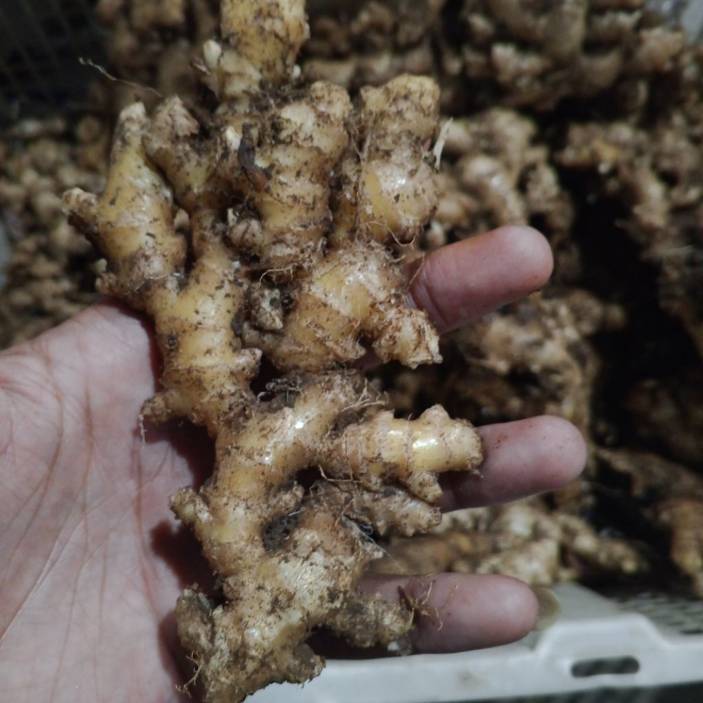 

Jahe emprit super pedas 1 kg